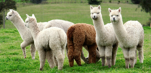 alpacas-in-field
